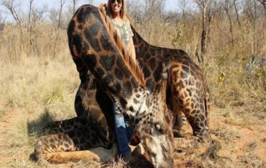 UNA CAZADORA MATA A UNA JIRAFA Y LO PRESUME EN REDES