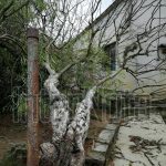 FUERTES VIENTOS DERRIBAN ÁRBOL EN LA COMUNIDAD HACIENDA LOS GUZMÁN EN ALLENDE N.L