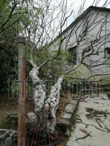 FUERTES VIENTOS DERRIBAN ÁRBOL EN LA COMUNIDAD HACIENDA LOS GUZMÁN EN ALLENDE N.L