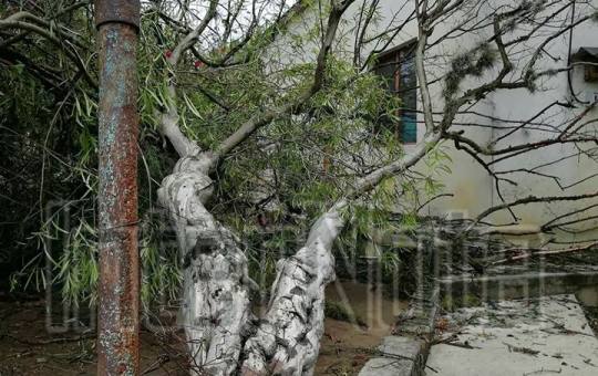 FUERTES VIENTOS DERRIBAN ÁRBOL EN LA COMUNIDAD HACIENDA LOS GUZMÁN EN ALLENDE N.L