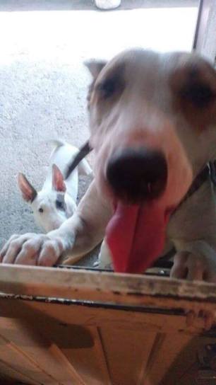 ENCUENTRAN A "BRUJA", MASCOTA PERDIDA.