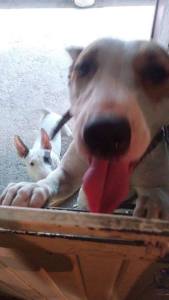 ENCUENTRAN A "BRUJA", MASCOTA PERDIDA.