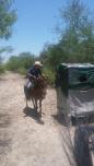 caballo