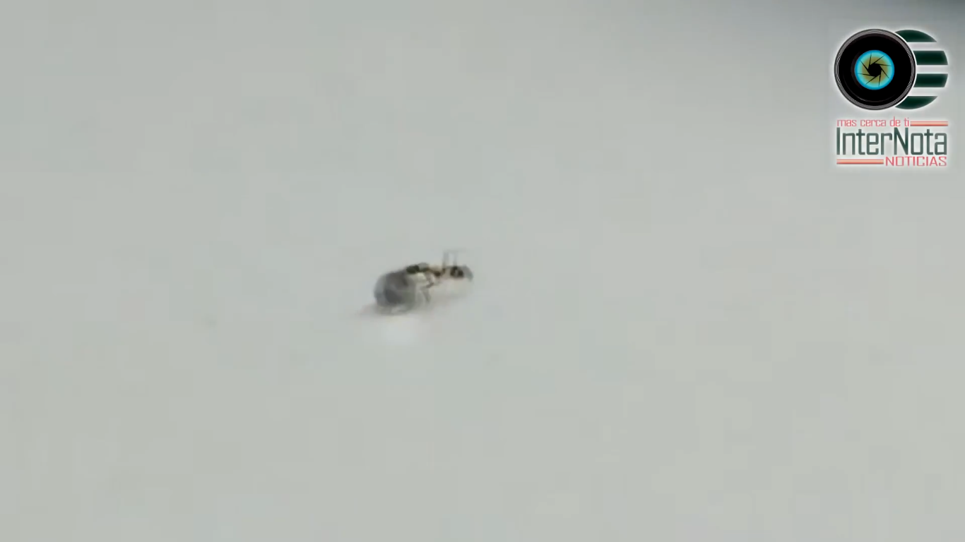 EN LO #VIRAL CAPTAN A HORMIGA ROBANDO EN UNA JOYERÍA