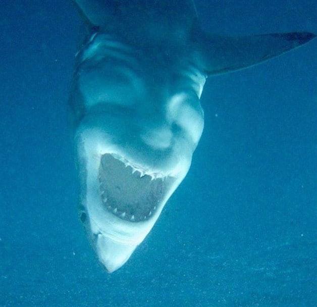 #ENLOVIRAL FOTO DE TIBURÓN CAUSA POLEMICA EN REDES SOCIALES