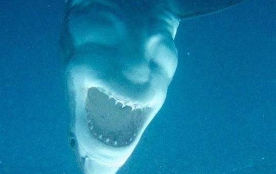 #ENLOVIRAL FOTO DE TIBURÓN CAUSA POLEMICA EN REDES SOCIALES