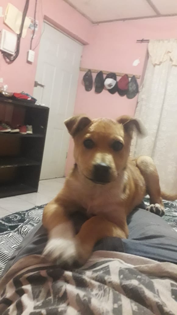 #SERVICIOSOCIAL *AYUDA A KILLER PARA QUE VUELVA CON SUS DUEÑOS*#SERVICIOSOCIAL *AYUDA A KILLER PARA QUE VUELVA CON SUS DUEÑOS*