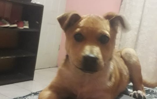 #SERVICIOSOCIAL *AYUDA A KILLER PARA QUE VUELVA CON SUS DUEÑOS*#SERVICIOSOCIAL *AYUDA A KILLER PARA QUE VUELVA CON SUS DUEÑOS*