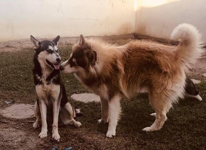 SERVICIO SOCIAL SE SOLICITA LOCALIZAR A MAYA Y MAX