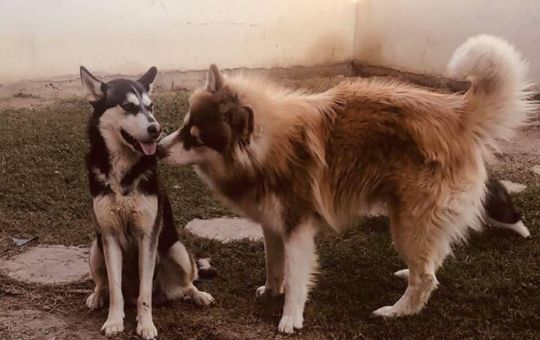 SERVICIO SOCIAL SE SOLICITA LOCALIZAR A MAYA Y MAX