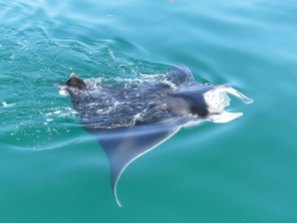 DELFINES, MATARRAYAS Y AVES REGRESAN A LA ZONA HOTELERA DE HOLBOX, EN MÉXICO