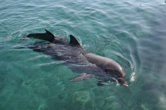 DELFINES, MATARRAYAS Y AVES REGRESAN A LA ZONA HOTELERA DE HOLBOX, EN MÉXICO