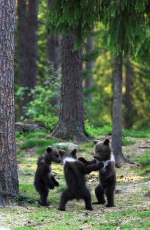 dancing-baby-bears-cubs-photography-valtteri-mulkahainen-1-10-5e46a20765507__700-1