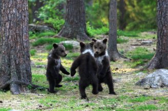dancing-baby-bears-cubs-photography-valtteri-mulkahainen-1-4-5e46a1fb48398__700