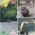 REPORTAN AVISTAMIENTO DE MANDRIL EN LA BOCA; SIN POSTURA OFICIAL DE AUTORIDADES