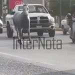 CAPTAN A CABALLO GALOPANDO ENTRE EL TRÁFICO EN AVENIDA MIGUEL ALEMÁN